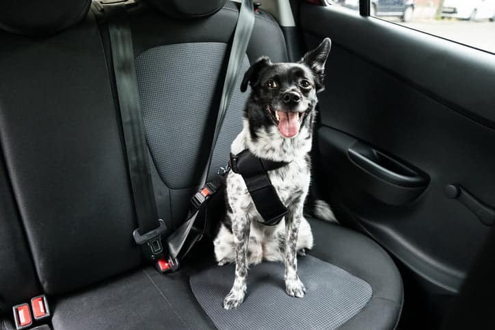 ¿Cómo quitar la piel de animales de los asientos del coche?