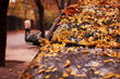 ¿Cómo cuidar un coche en otoño? foto 1