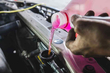 ¿Con qué frecuencia debes cambiar el anticongelante de tu coche? foto 1