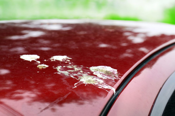 Excrementos de pájaros en el coche: cómo y con qué eliminarlos sin dañar la pintura Foto 1