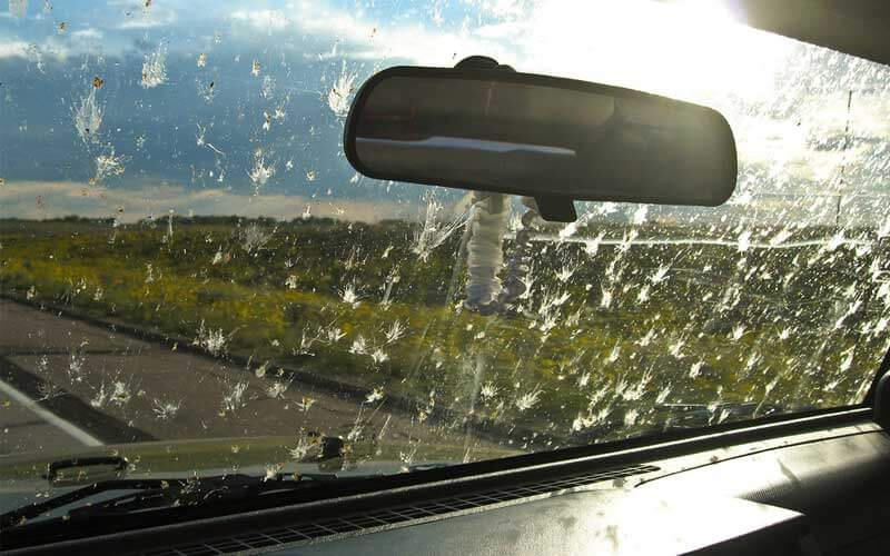 ¿Cómo limpiar las ventanas del coche de insectos?